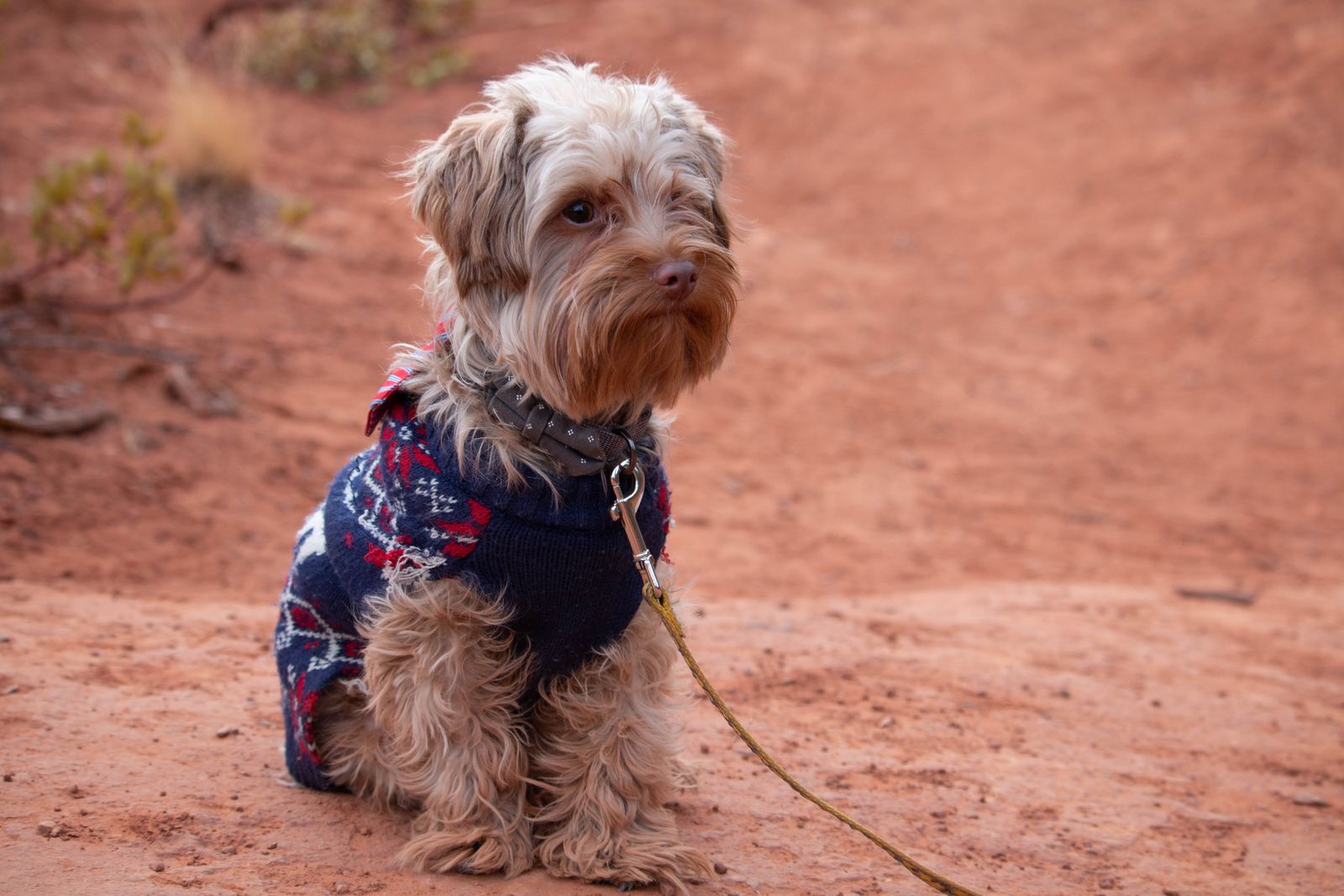 犬服の名前入りおすすめ 名入れ対応の犬服を着た小型犬