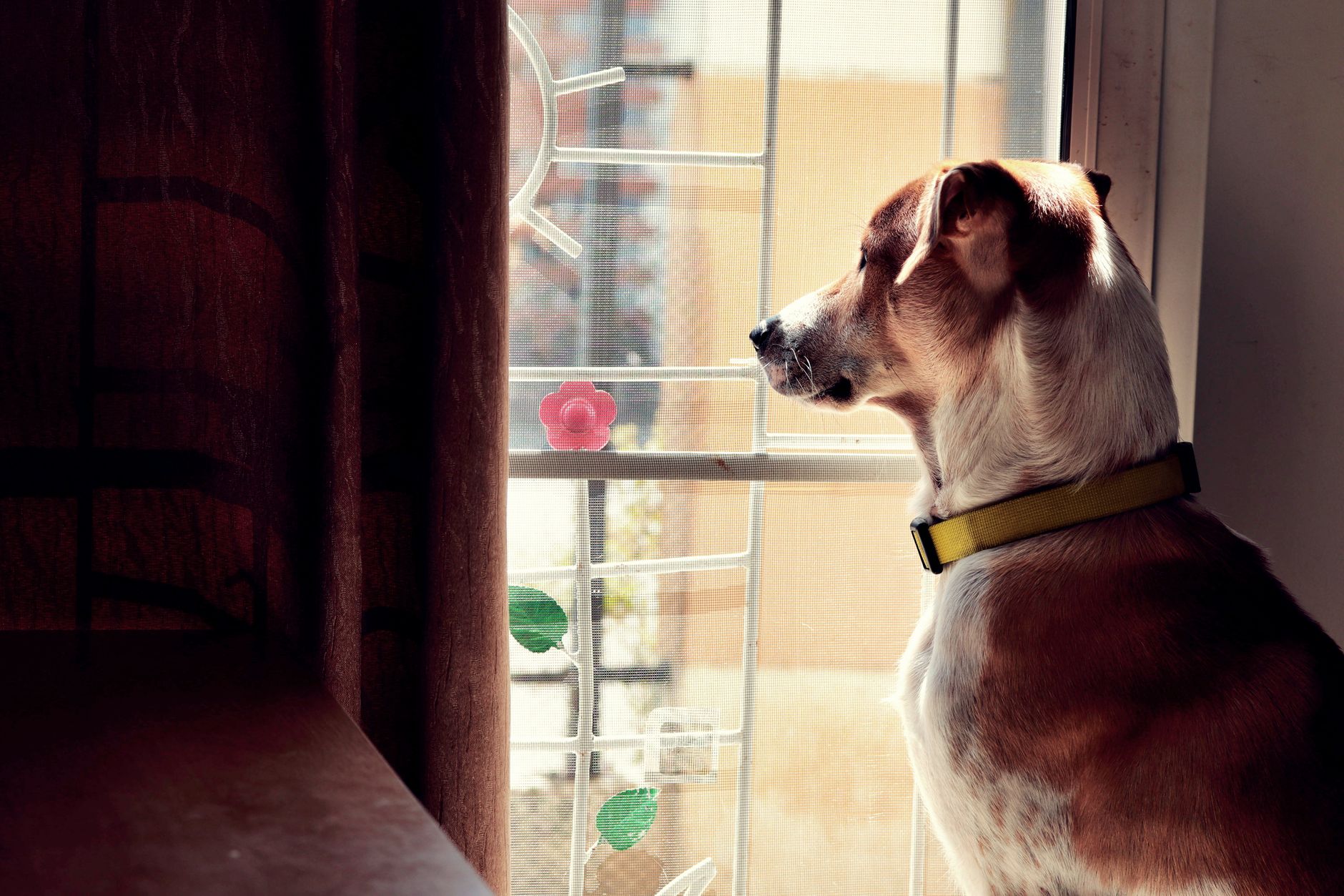 犬の分離不安対策グッズ フェロモン製品と見守りカメラの使いどころのイメージ