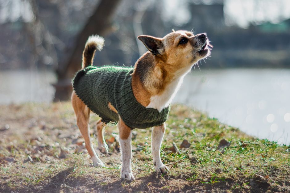 犬服ニットおすすめ 伸縮性があるからこそ注意したいサイズ選びのイメージ