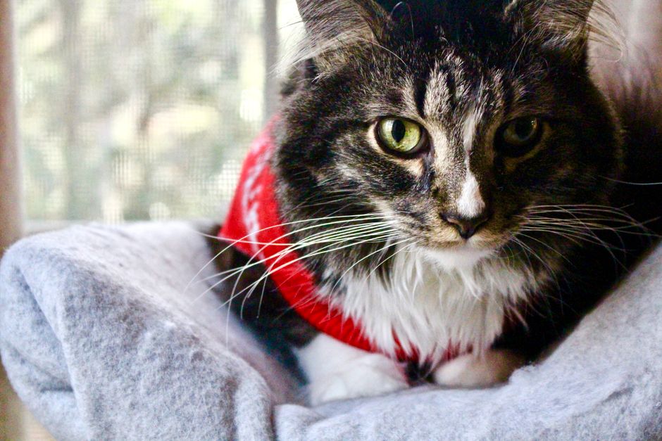 赤いセーターを着た猫 猫の防寒着の素材とタイプ比較