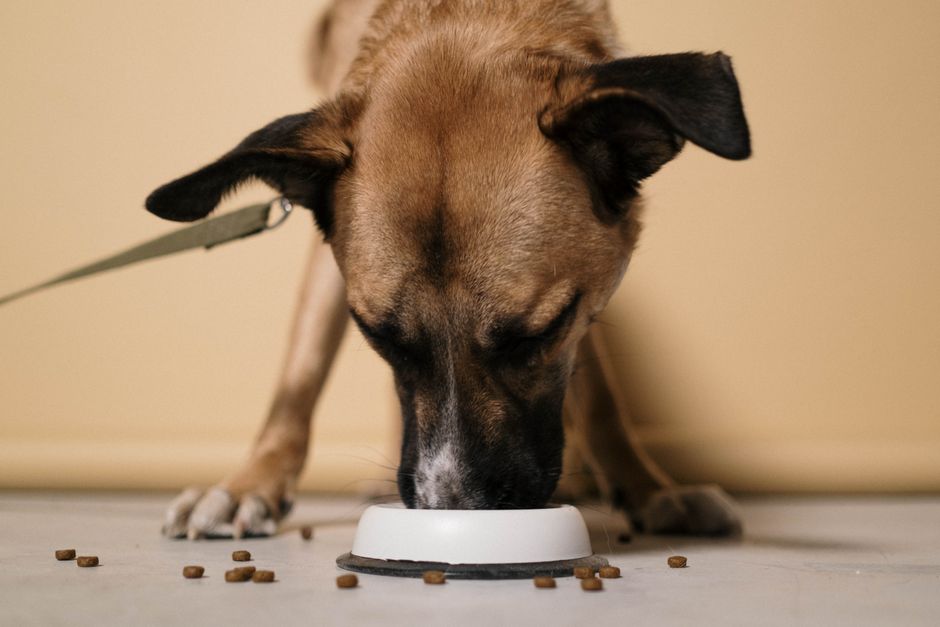 犬の療法食おすすめ比較 療法食を食べない・切り替えがうまくいかないときのコツのイメージ