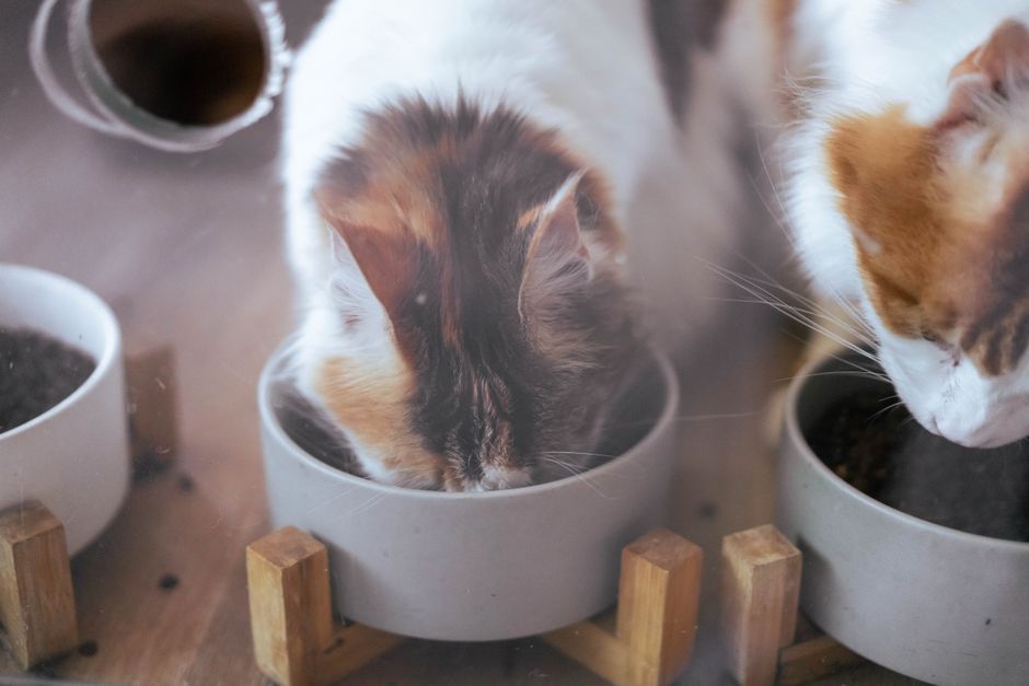 猫の多頭飼いにかかる費用 2匹の猫がそれぞれの食器でごはんを食べる様子