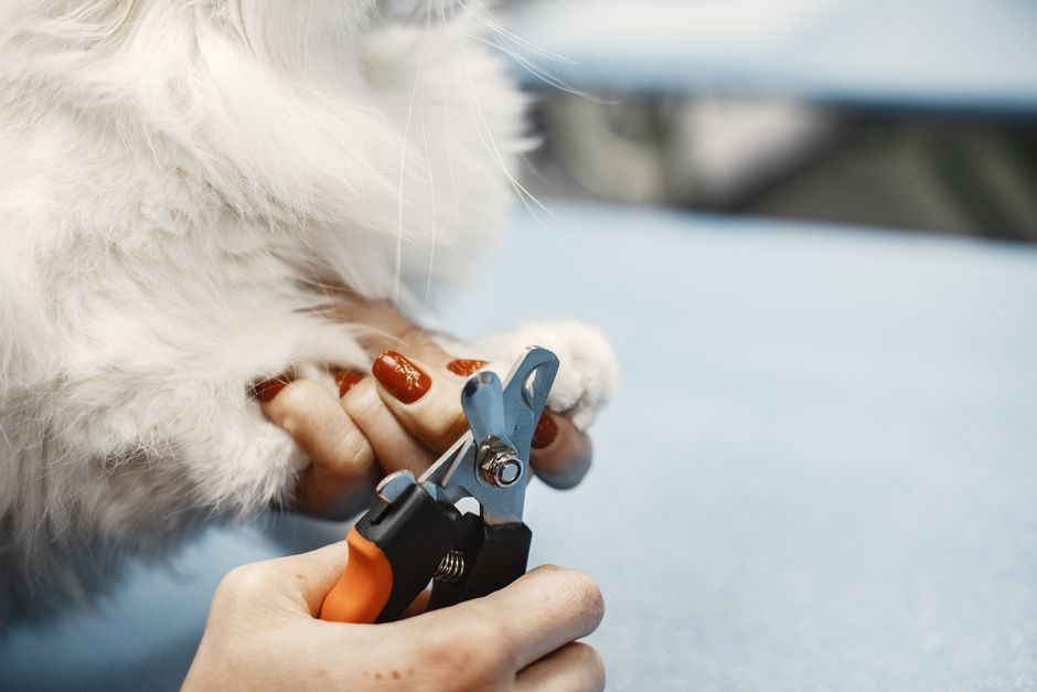 猫の爪切りおすすめ比較とランキング各商品の特徴のイメージ