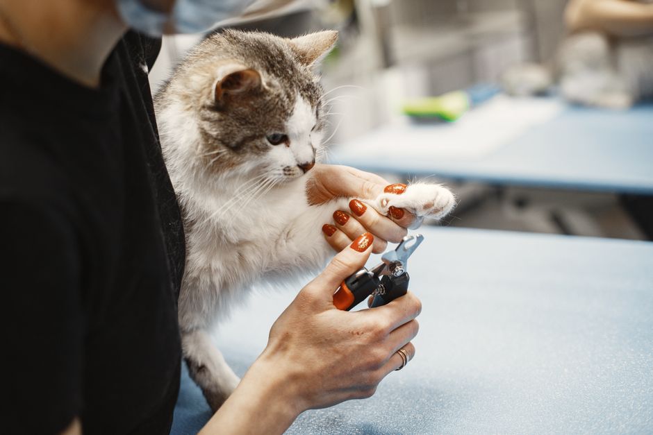 猫の爪切りおすすめ比較 猫用爪切りの種類と選び方のイメージ