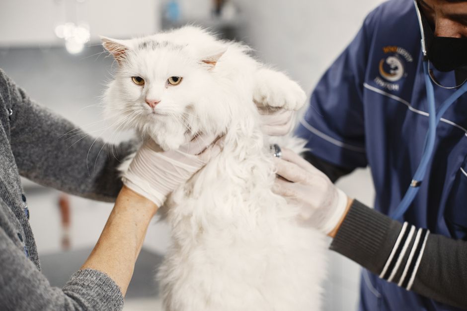 猫の多頭飼いにかかる費用 動物病院で診察を受ける猫