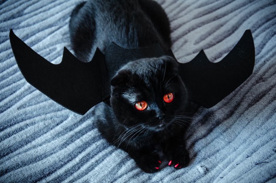 猫のハロウィン仮装 嫌がらない仮装アイテムの選び方 5つのチェックポイントのイメージ