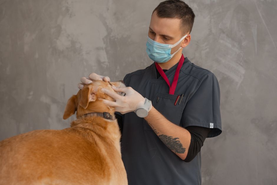 犬の療法食おすすめ比較 2024年以降のロイヤルカナン療法食の買い方と通販の注意点のイメージ