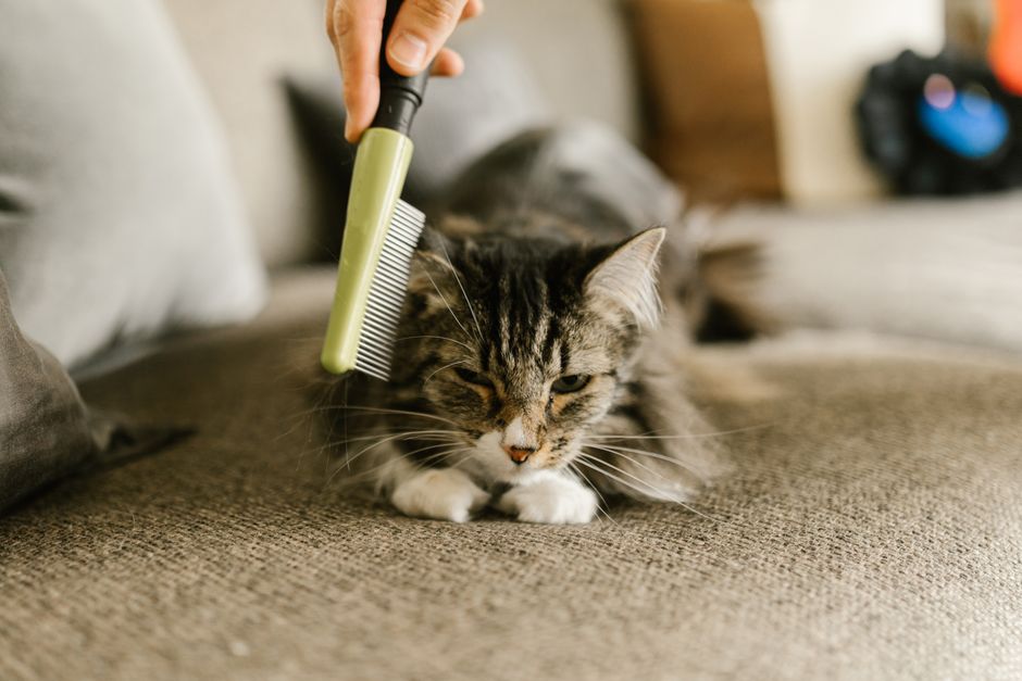犬猫の静電気対策 ブラッシング・なでる・抱っこの場面別 静電気対策のイメージ