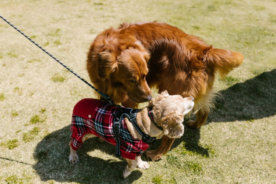 犬服ディズニーおすすめ キャラクター別に見るディズニー犬服の人気アイテムのイメージ