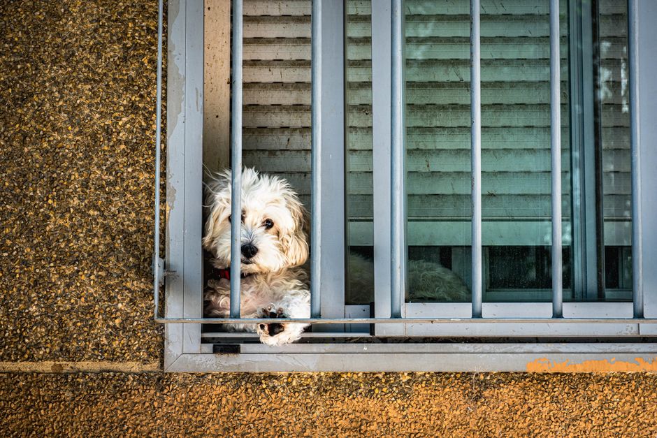 犬の留守番×室内熱中症対策のイメージ