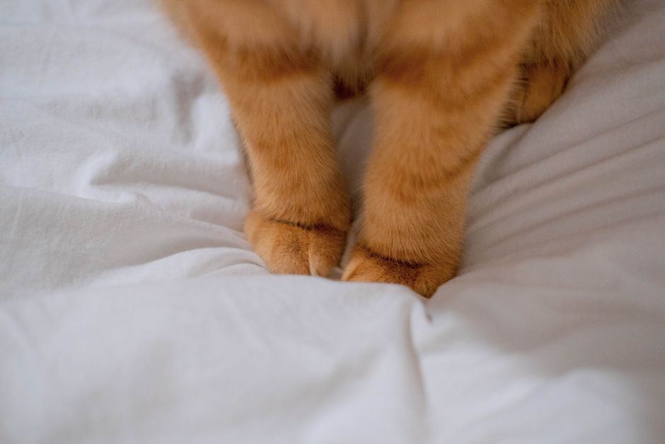 猫の爪の変色と巻き爪チェック 猫の巻き爪になりやすい条件と肉球に刺さったときの対処のイメージ