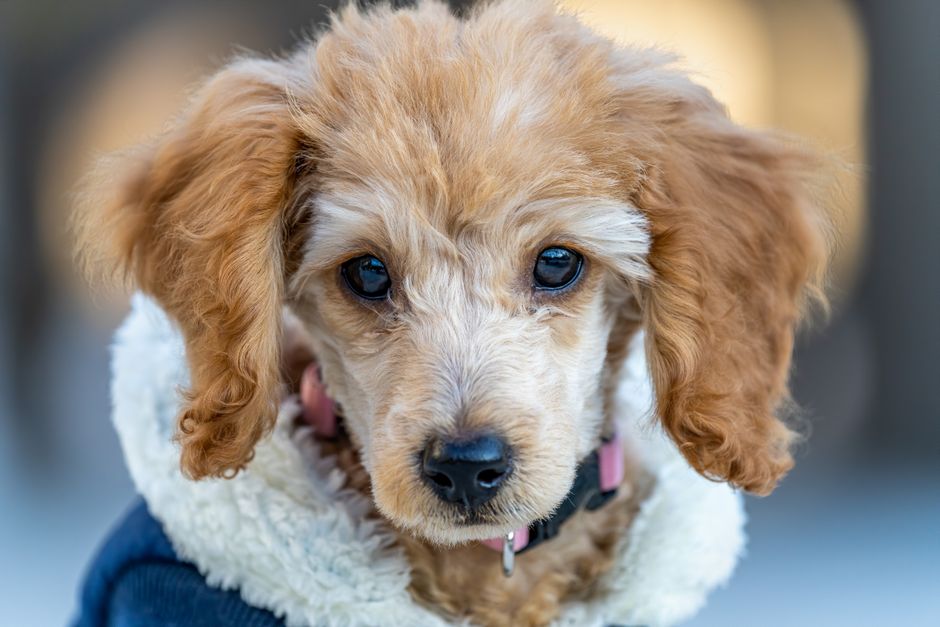 犬服の名前入りおすすめ 名前以外に入れてはいけない情報と迷子対策の考え方のイメージ