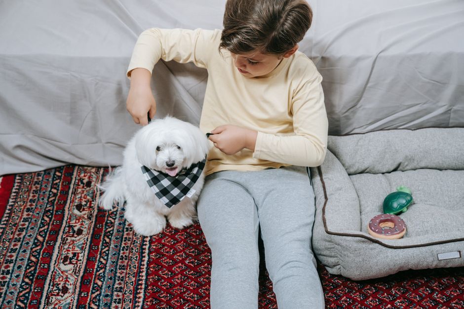 犬用スヌードおすすめ 失敗しないサイズの測り方と素材別の選び方のイメージ