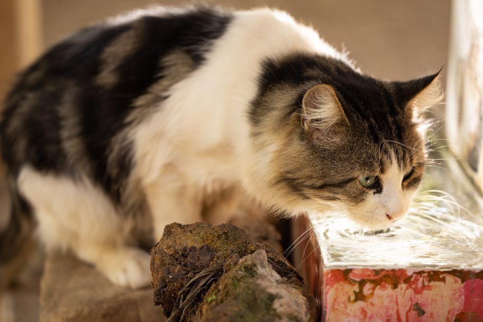 猫が冬に水を飲まない原因と対策 様子見でよいケースと、受診したいサインのイメージ