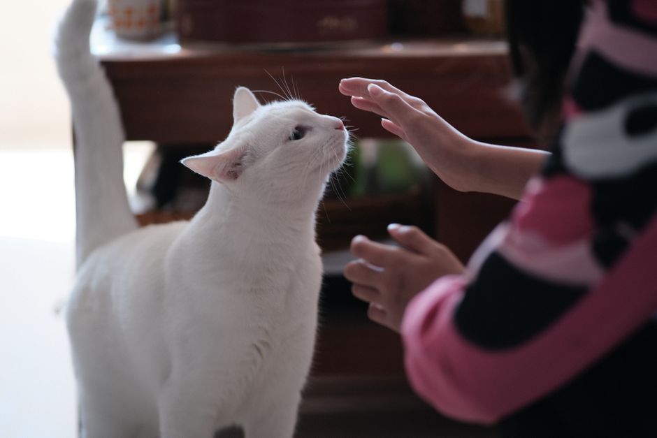 シニア猫の関節ケアのイメージ