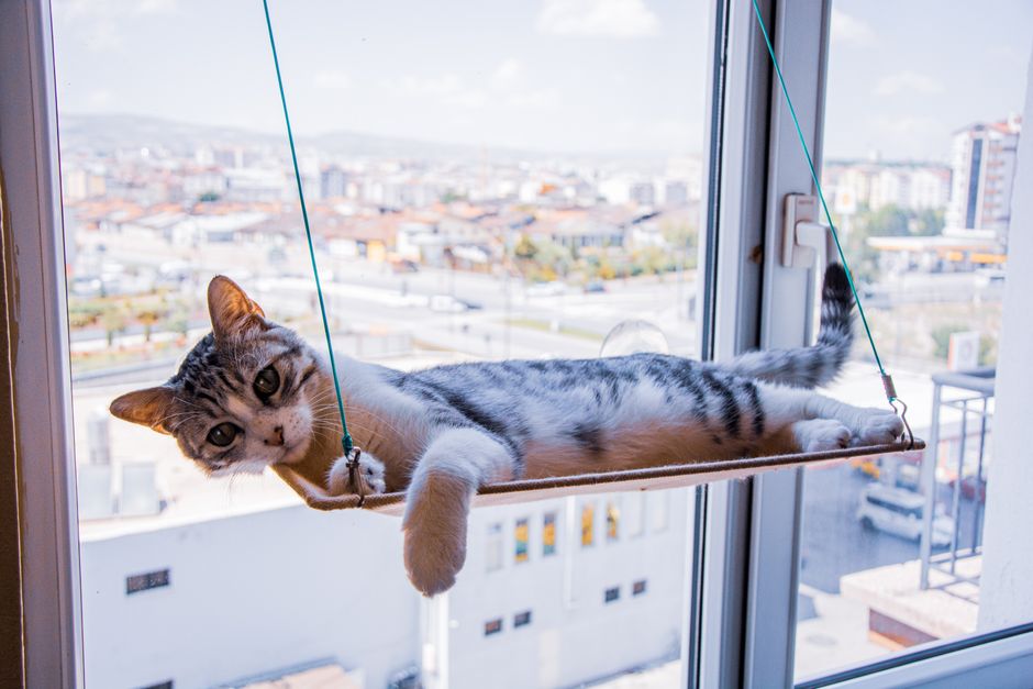 猫の窓ハンモックおすすめのイメージ