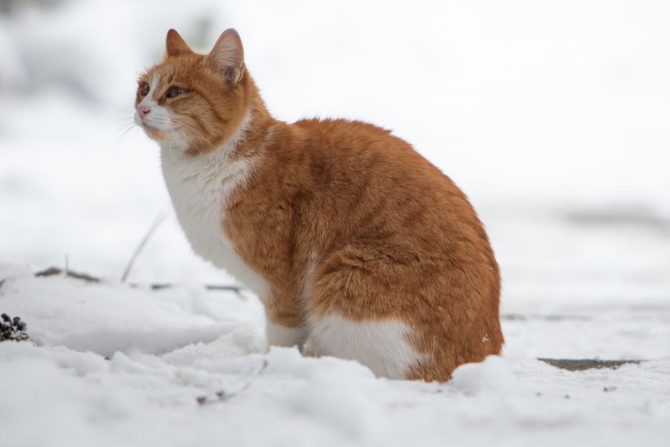 猫の防寒着・服のイメージ