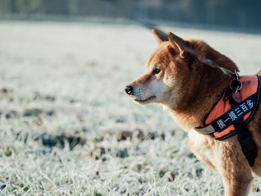 犬用クールベスト・冷感ウェア比較のイメージ