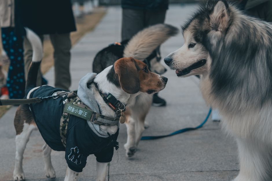 犬用スヌードおすすめのイメージ