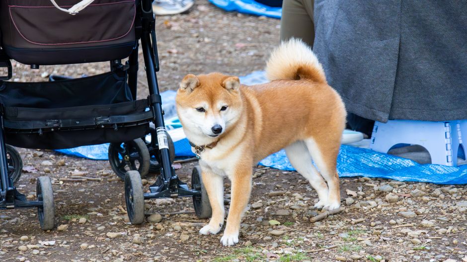犬のサークルおすすめ比較のイメージ