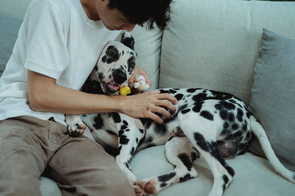 犬用おせちのイメージ