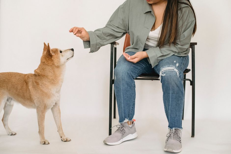 犬の留守番トレーニングのイメージ