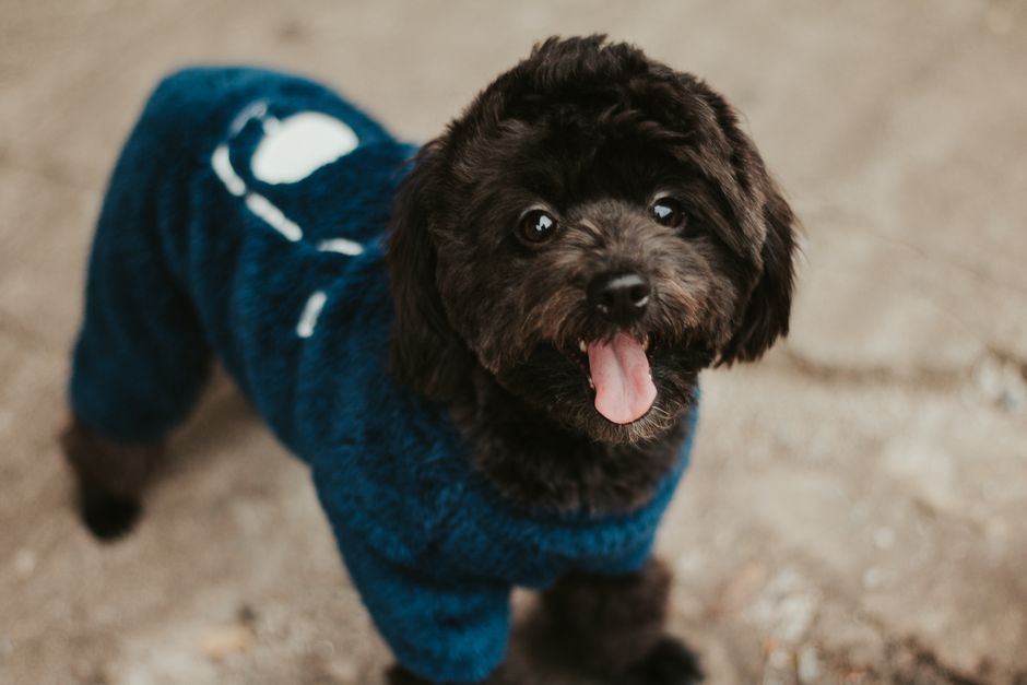 犬服ディズニーおすすめのイメージ