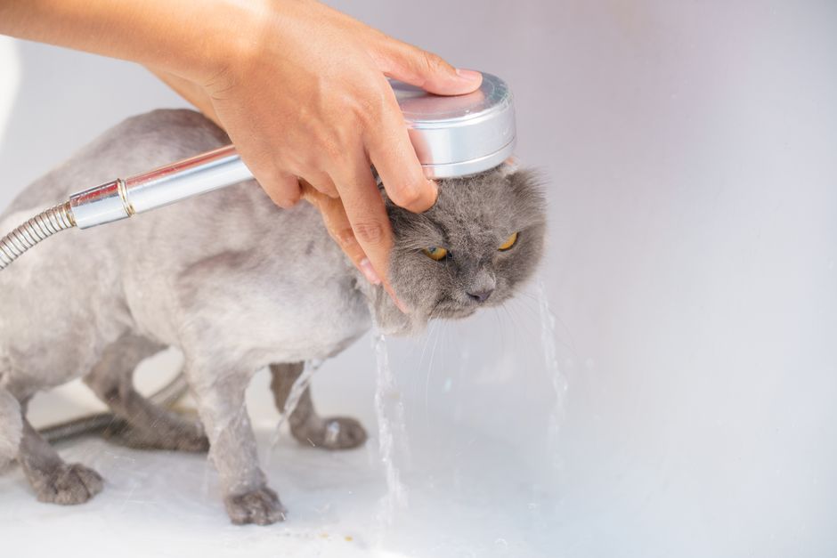 猫の毛玉ケアのイメージ
