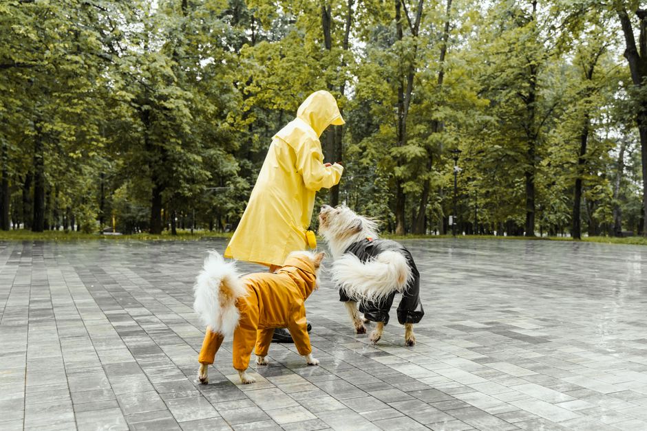 犬用レインコートおすすめ8選のイメージ